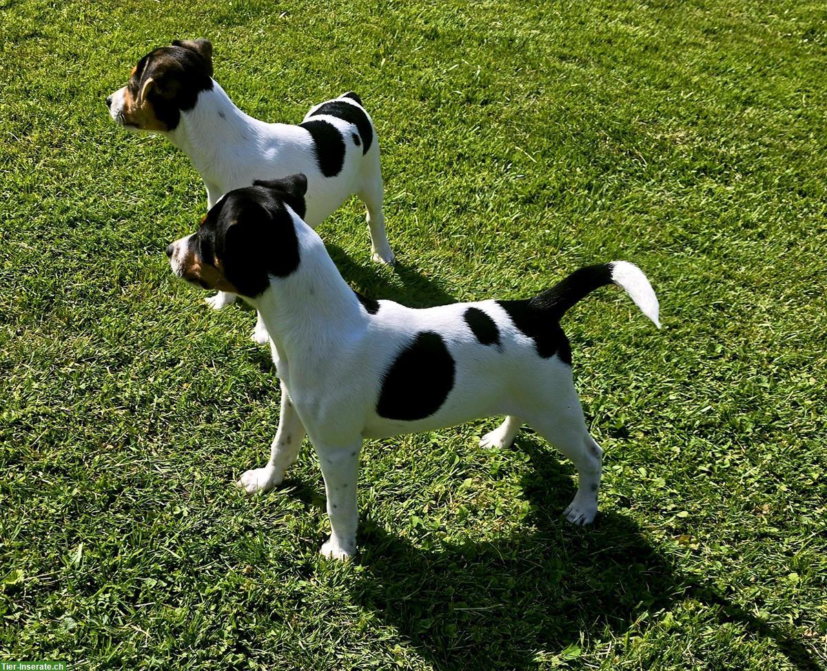 Bild 2: Parson Russell Terrier Welpen zu verkaufen
