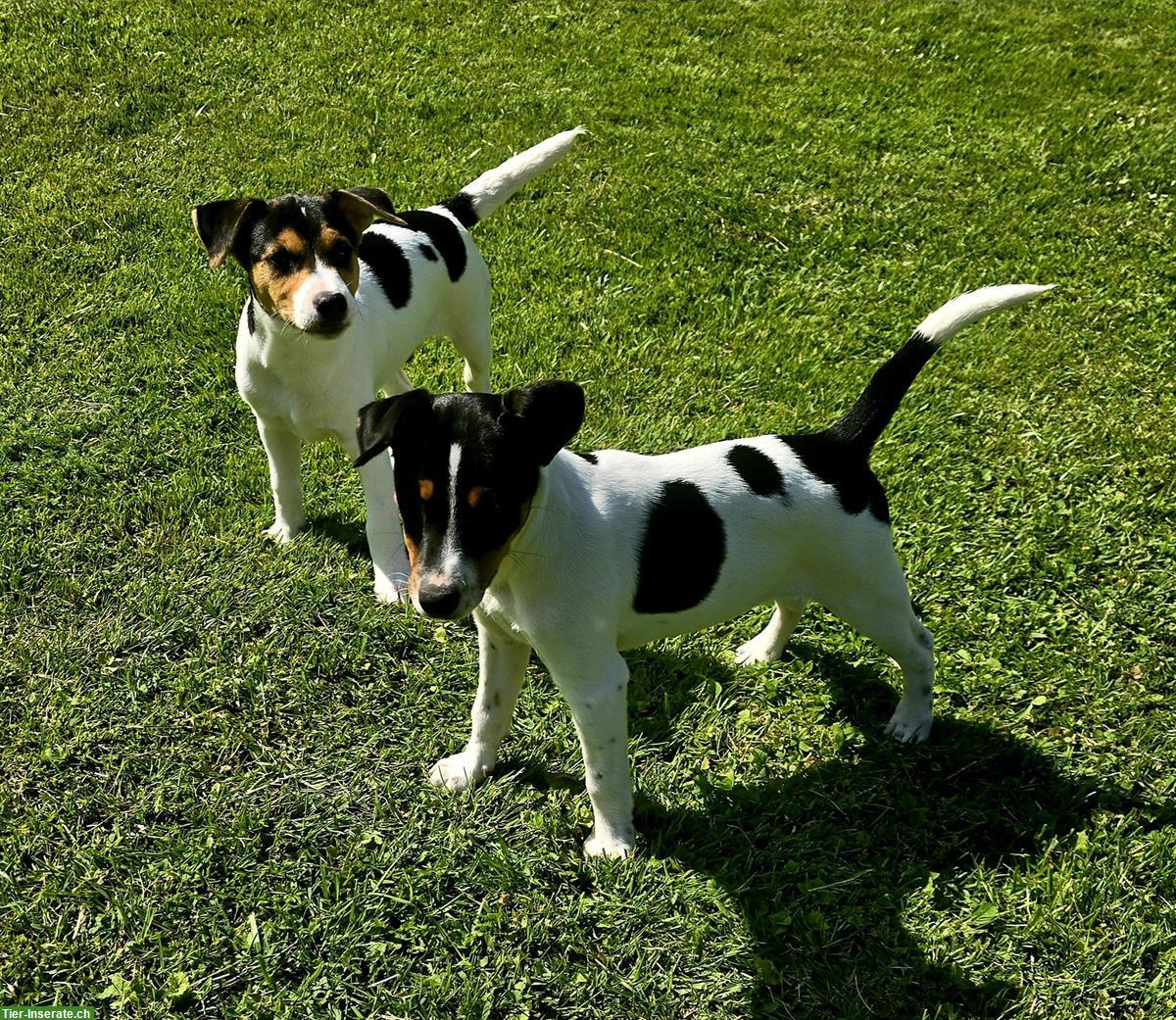 Bild 3: Parson Russell Terrier Welpen zu verkaufen