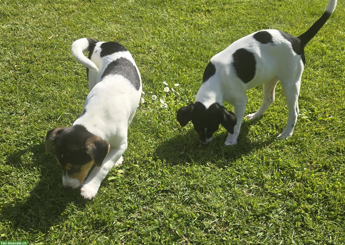 Bild 4: Parson Russell Terrier Welpen zu verkaufen