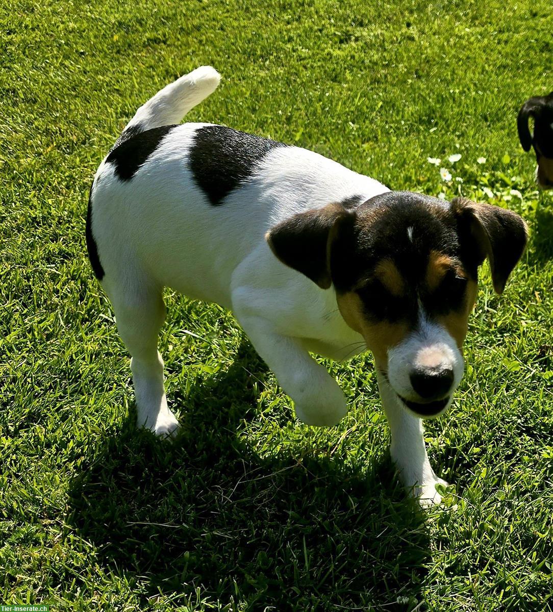 Bild 5: Parson Russell Terrier Welpen zu verkaufen