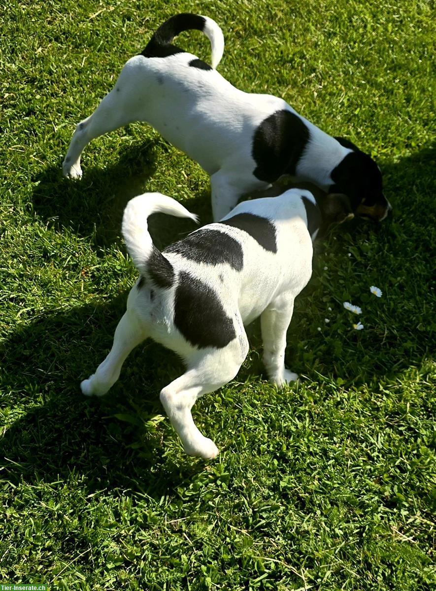 Bild 6: Parson Russell Terrier Welpen zu verkaufen