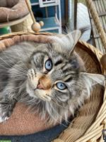 5-jährige Maine Coon Kätzin mit blauen Augen