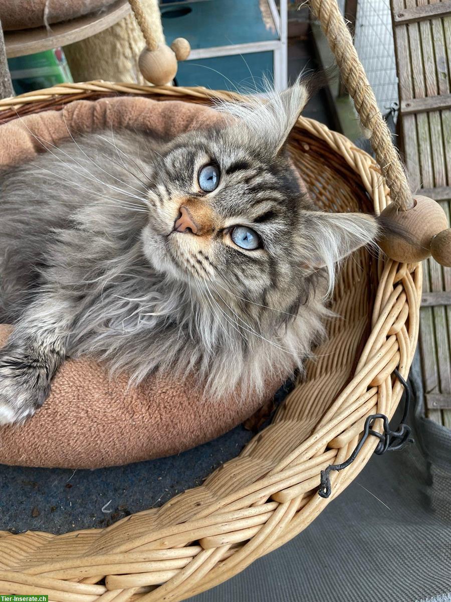 Bild 2: 5-jährige Maine Coon Kätzin mit blauen Augen