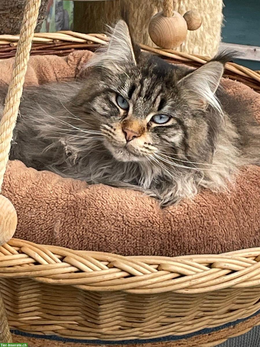 Bild 3: 5-jährige Maine Coon Kätzin mit blauen Augen