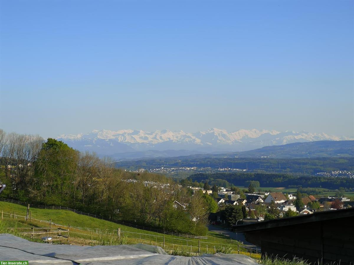 Offenstall - für Freizeitpferde auf einer Anhöhe in Oberrohrdorf AG
