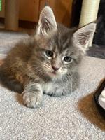Junge Maine Coon Kitten suchen ein Zuhause