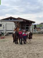 2 Shetty Stuten ans Futter abzugeben