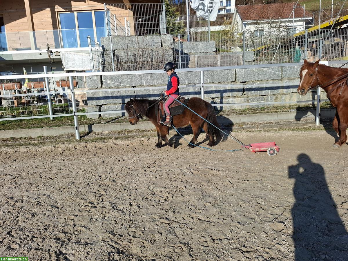 Bild 2: 2 Shetty Stuten ans Futter abzugeben