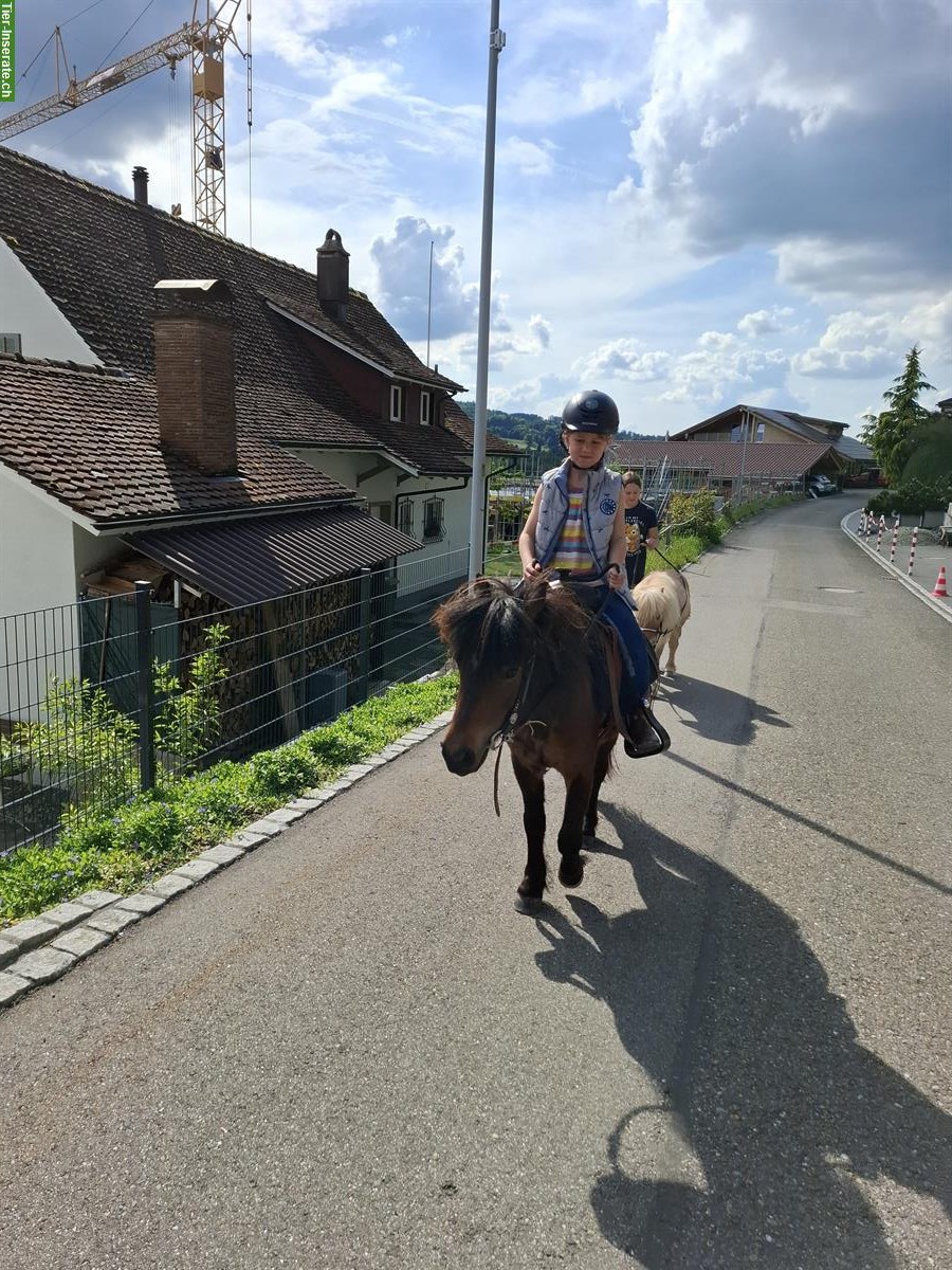 Bild 3: 2 Shetty Stuten ans Futter abzugeben