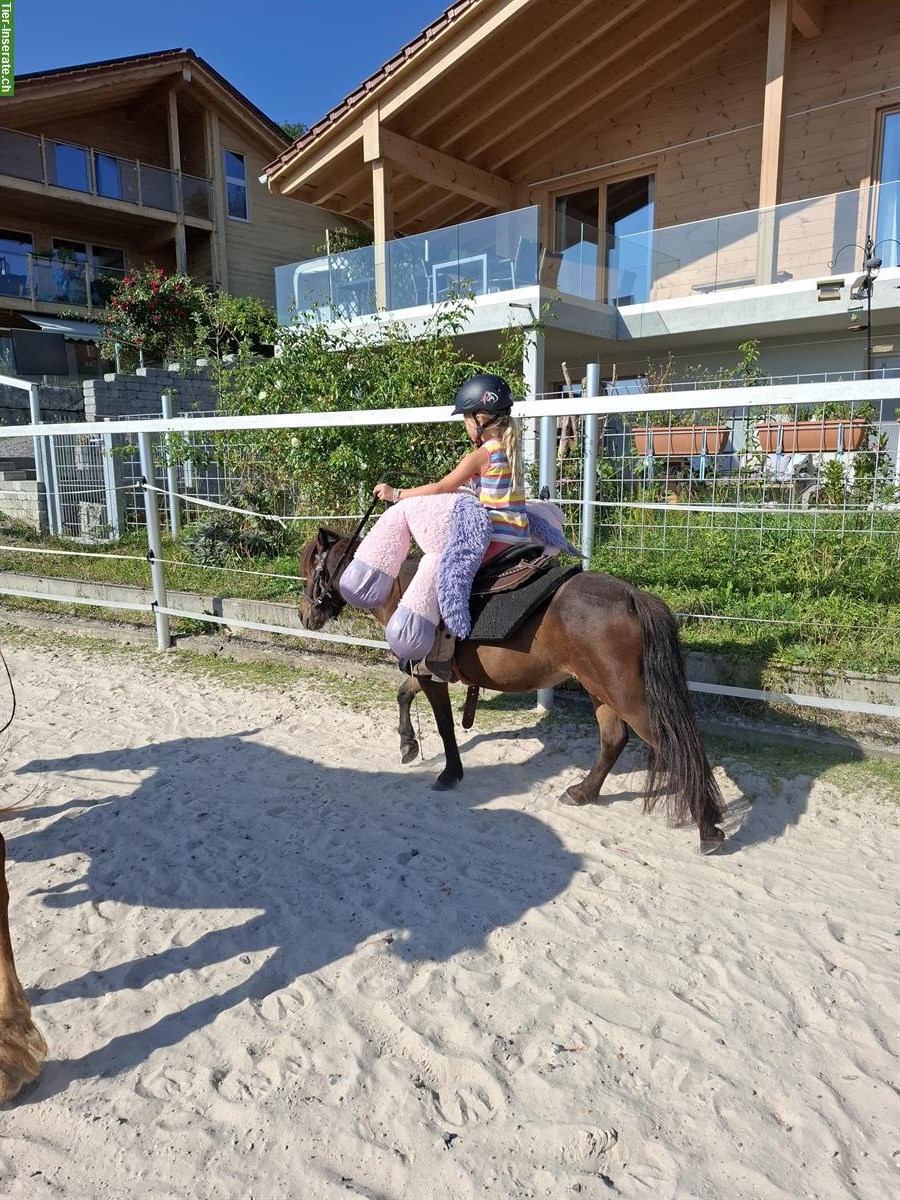 Bild 6: 2 Shetty Stuten ans Futter abzugeben