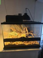 Exo-Terra Terrarium 45x45x45cm eingerichtet
