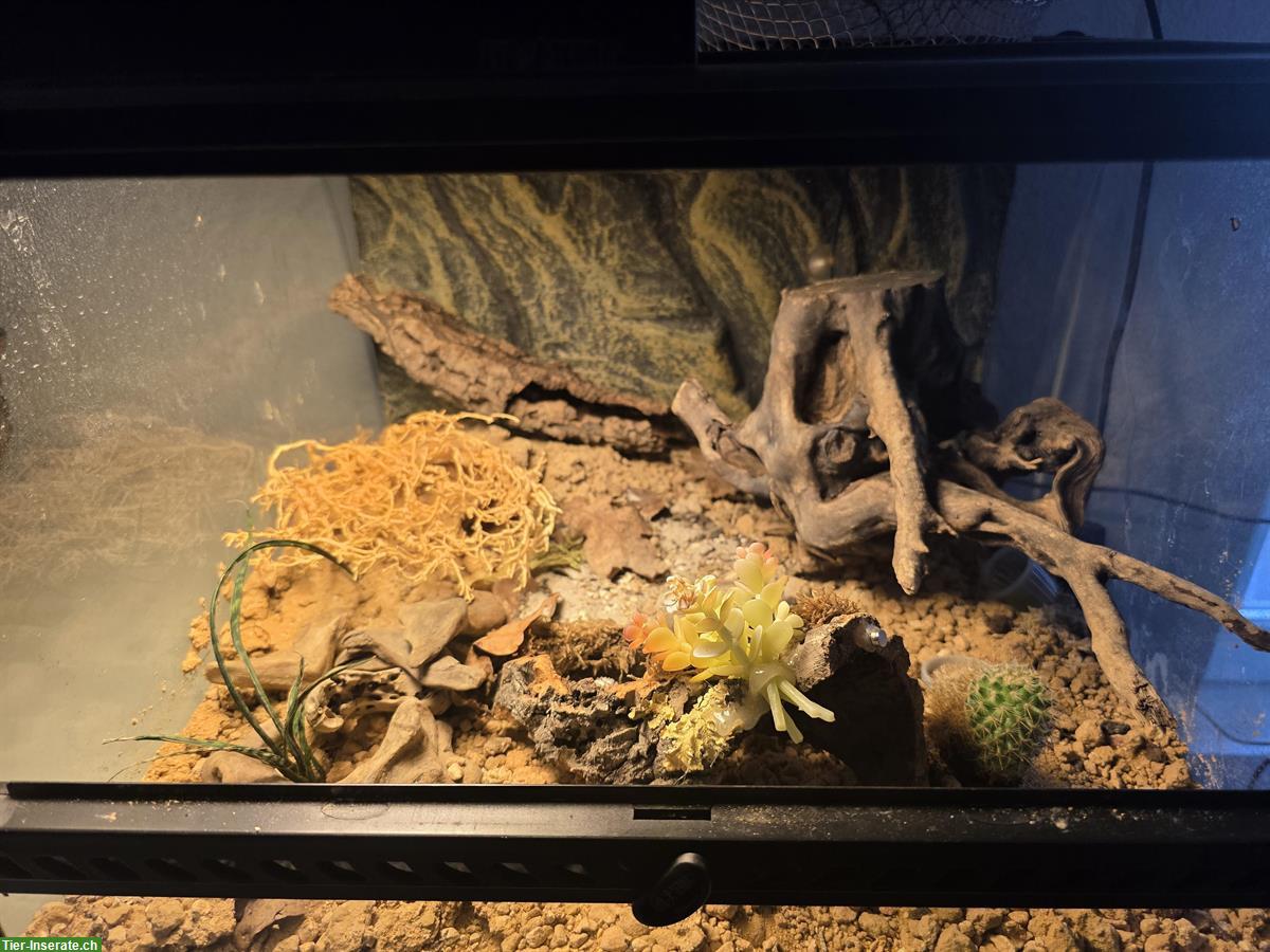Bild 2: Exo-Terra Terrarium 45x45x45cm eingerichtet