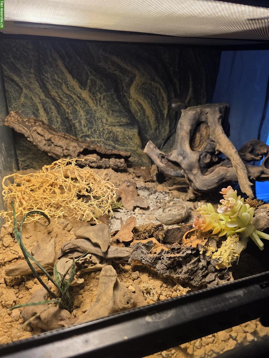 Bild 3: Exo-Terra Terrarium 45x45x45cm eingerichtet