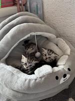 Reinrassig BKH Kitten in black tabby whiskas