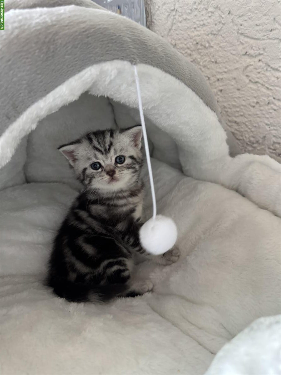 Bild 2: Reinrassig BKH Kitten in black tabby whiskas