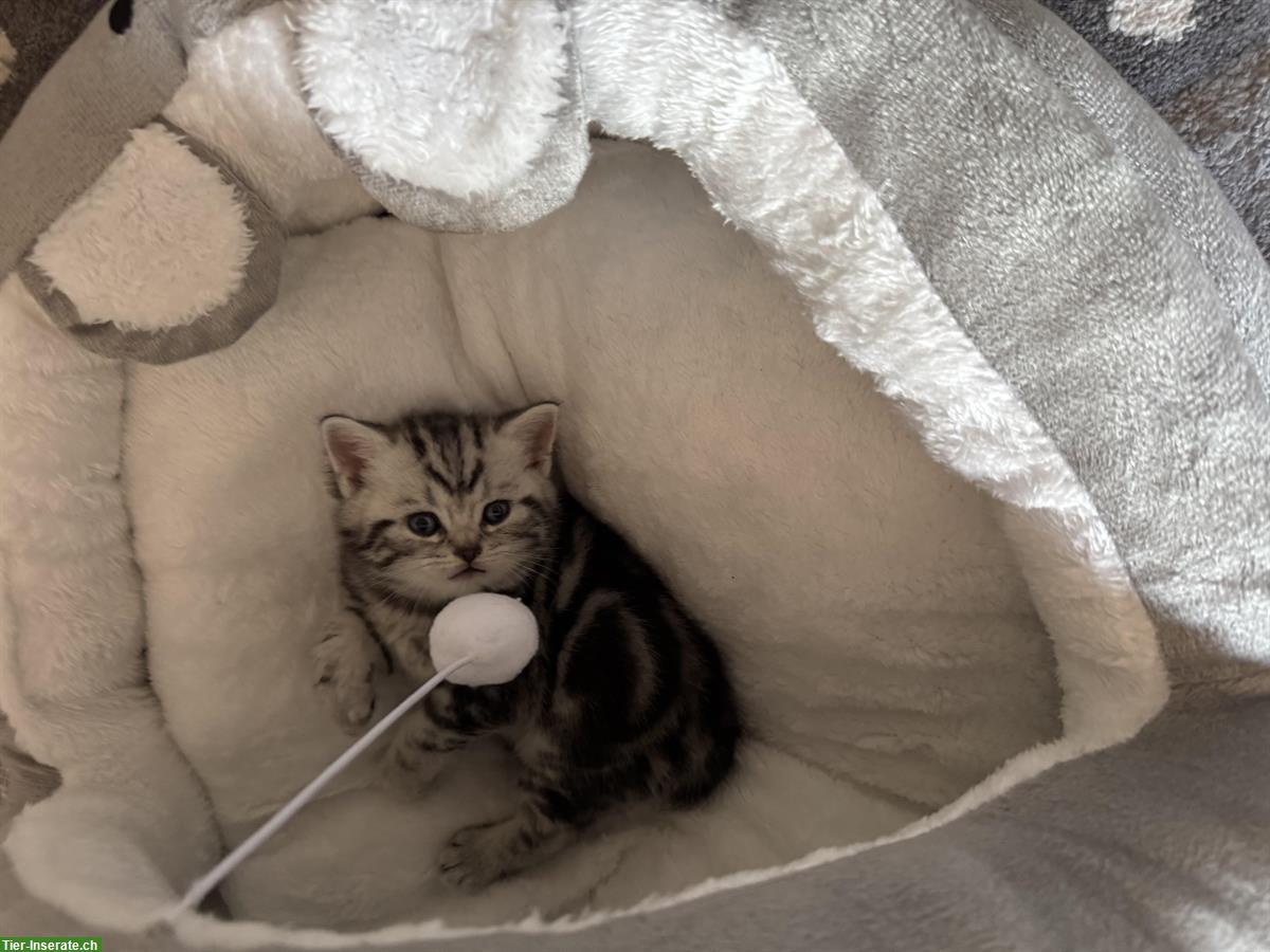 Bild 4: Reinrassig BKH Kitten in black tabby whiskas
