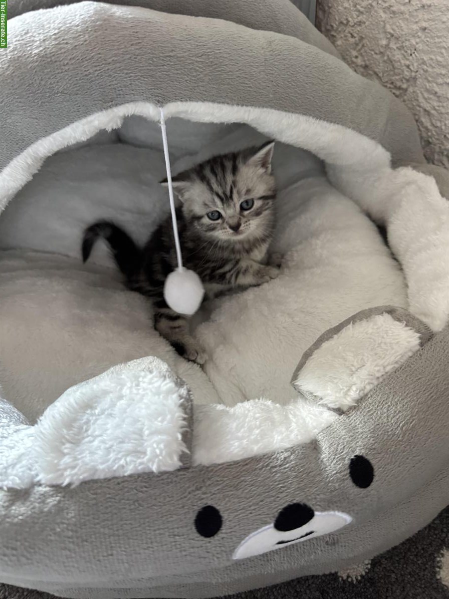 Bild 6: Reinrassig BKH Kitten in black tabby whiskas