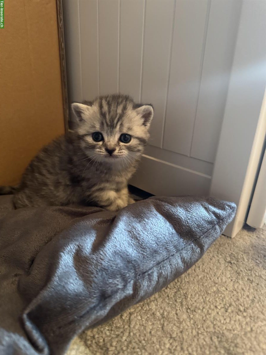 Bild 7: Reinrassig BKH Kitten in black tabby whiskas