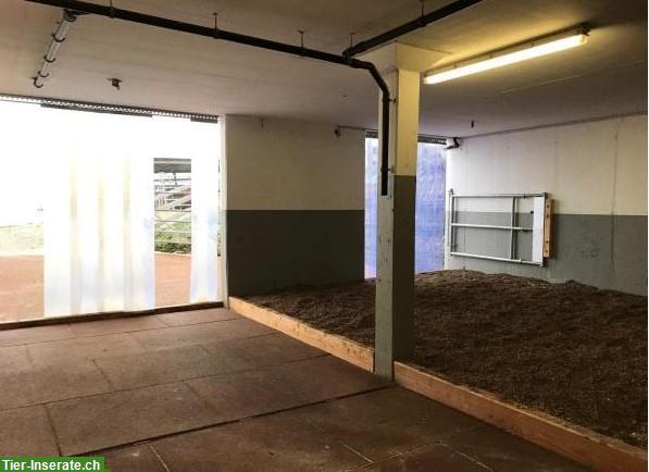 Bild 2: 1 bis 2 freie Einstellplätze für Wallache in Herisau