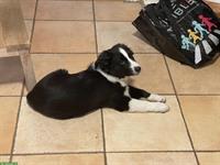 Miniature American Shepherd Welpe, Männchen