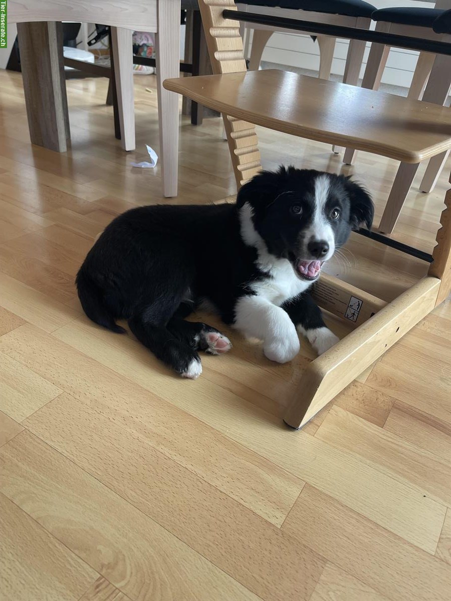 Bild 2: Miniature American Shepherd Welpe, Männchen