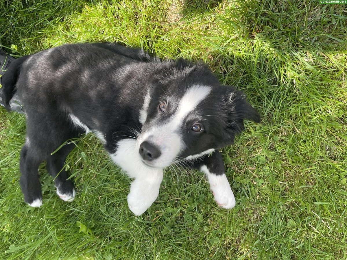 Bild 3: Miniature American Shepherd Welpe, Männchen