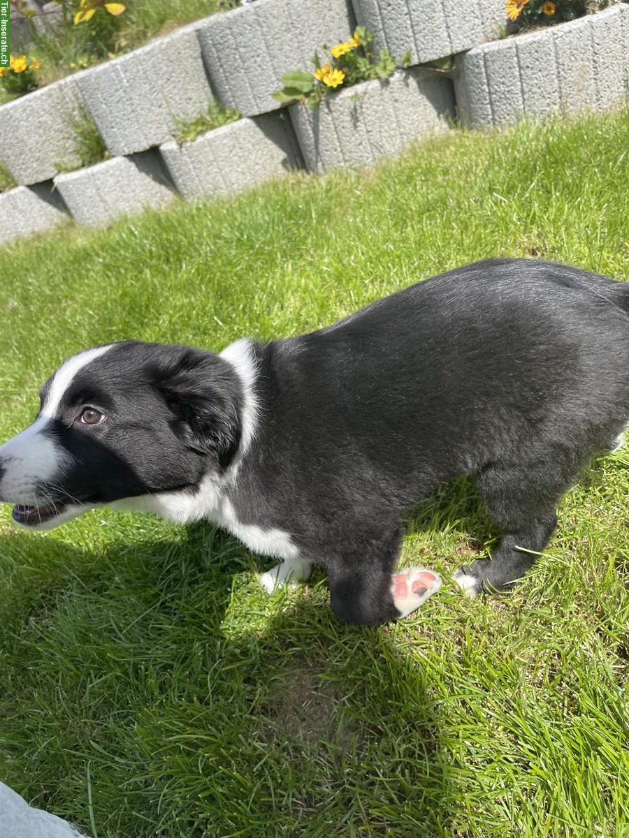 Bild 4: Miniature American Shepherd Welpe, Männchen