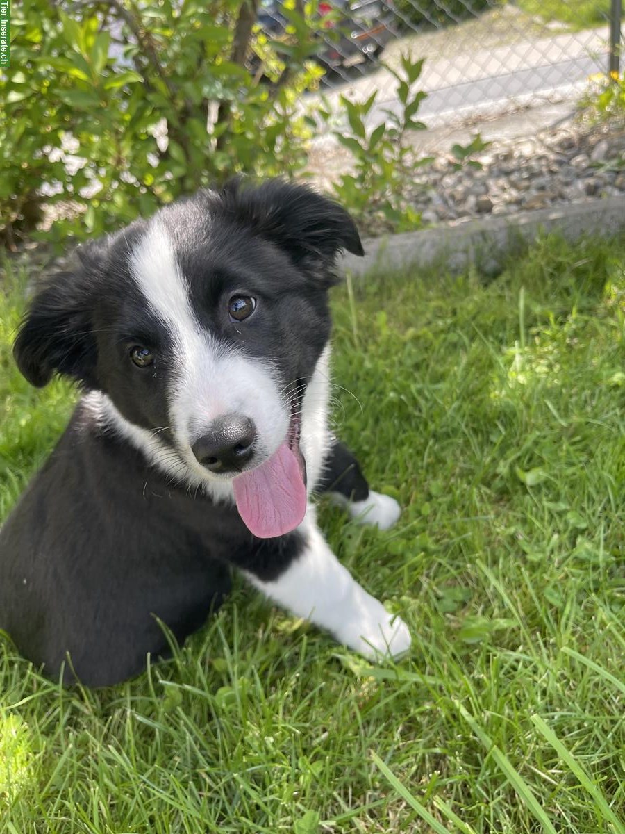 Bild 5: Miniature American Shepherd Welpe, Männchen