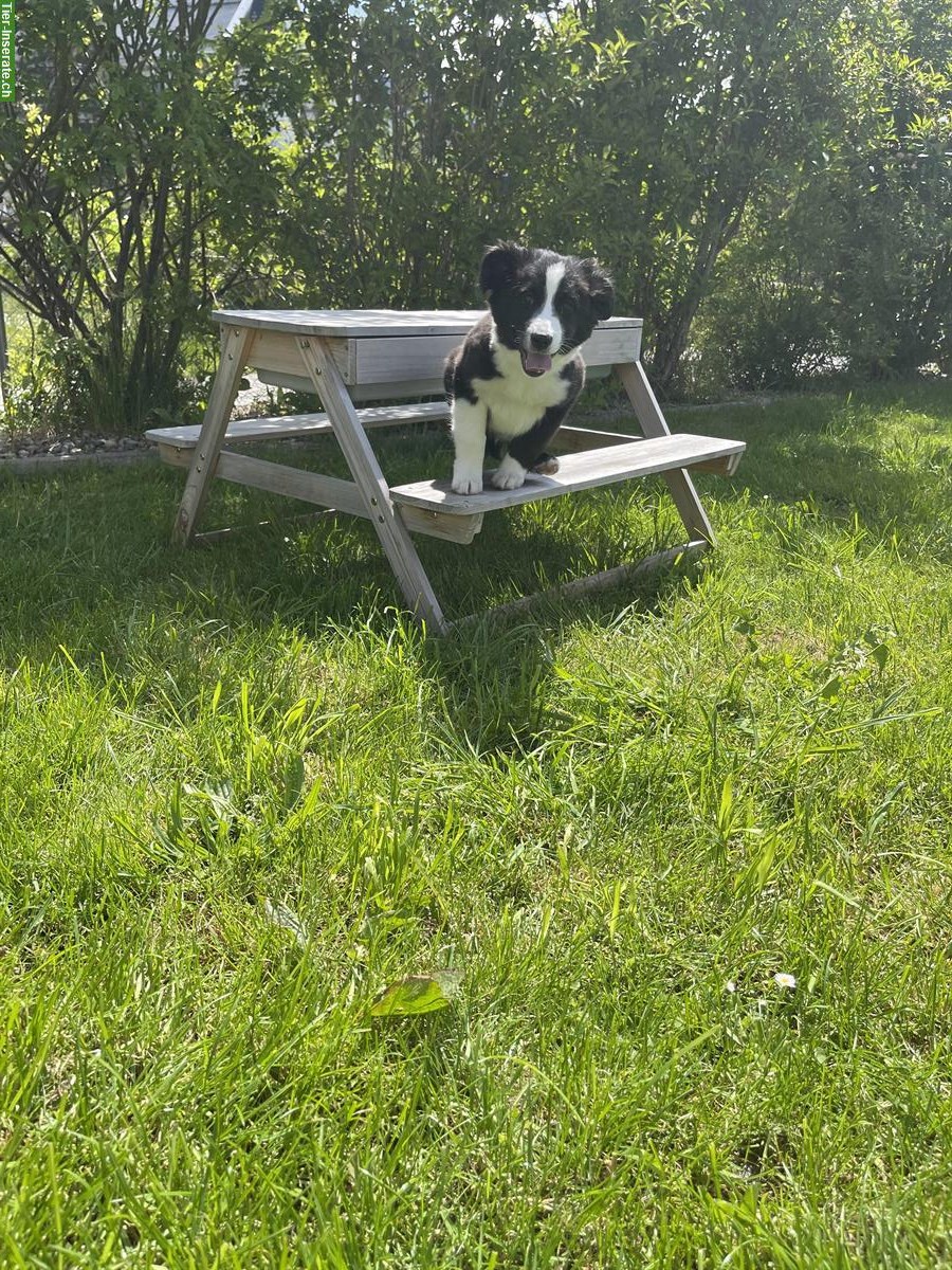 Bild 6: Miniature American Shepherd Welpe, Männchen