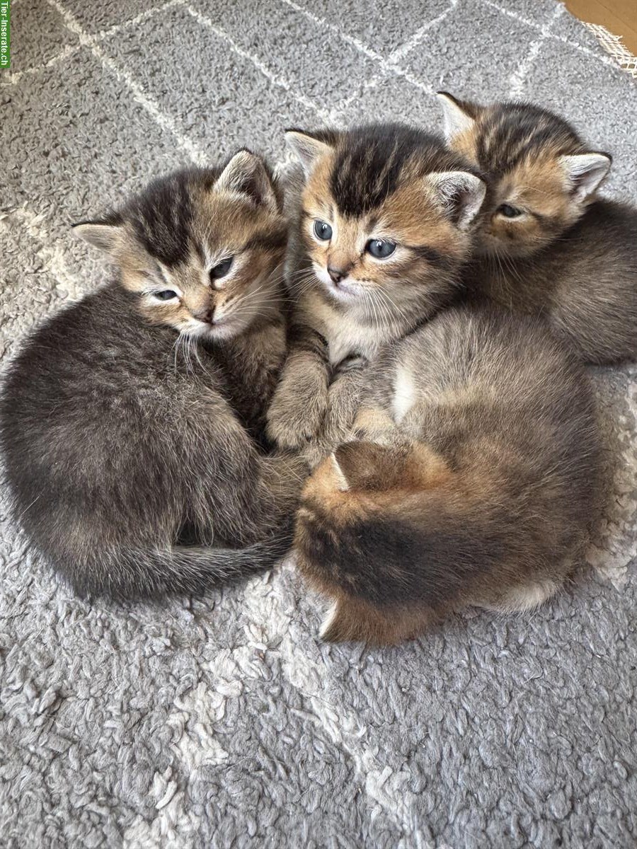 BKH Mix Kitten suchen ein Zuhause