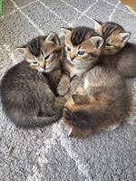 BKH Mix Kitten suchen ein Zuhause