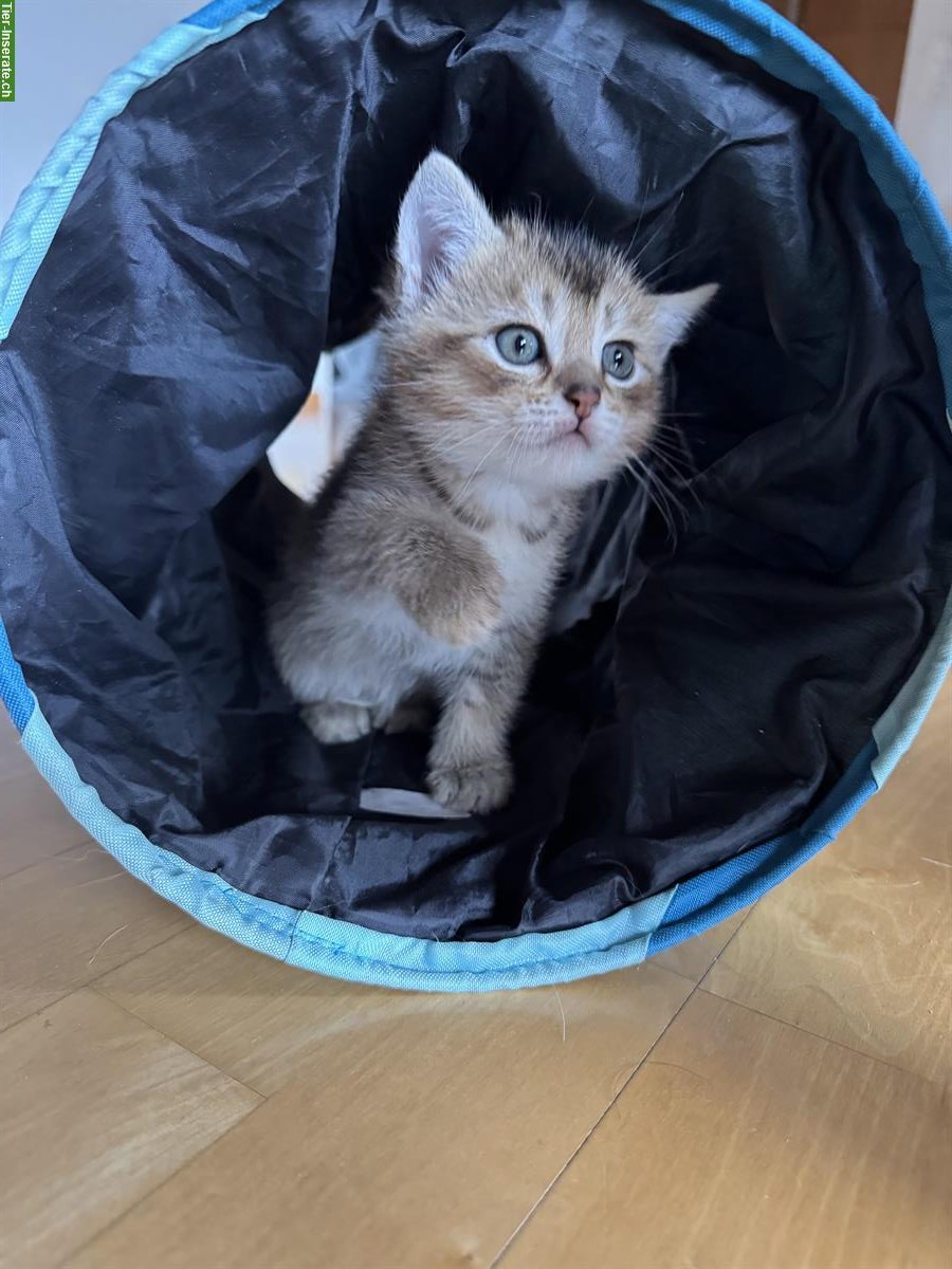 Bild 2: BKH Mix Kitten suchen ein Zuhause