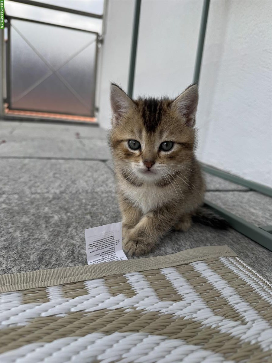 Bild 3: BKH Mix Kitten suchen ein Zuhause