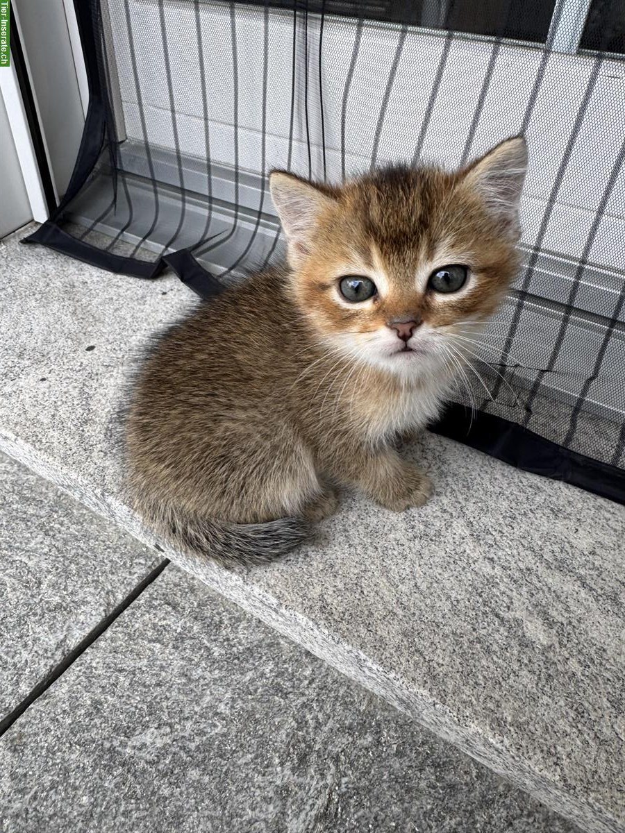 Bild 4: BKH Mix Kitten suchen ein Zuhause