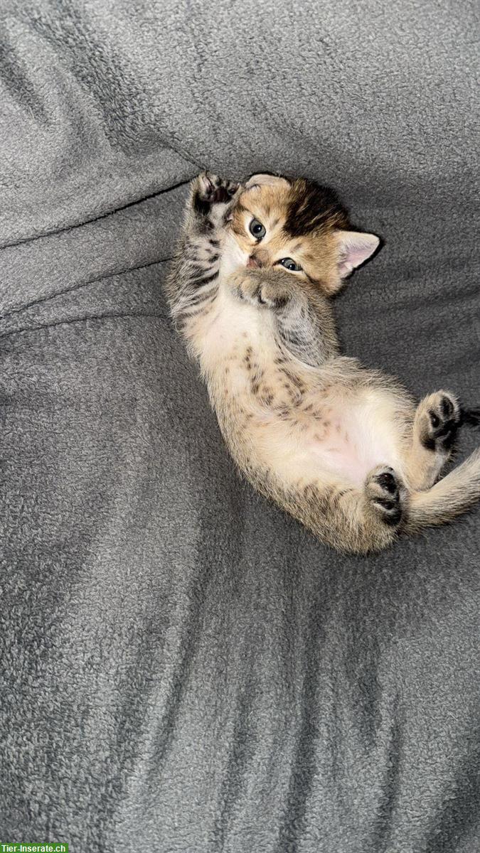 Bild 5: BKH Mix Kitten suchen ein Zuhause