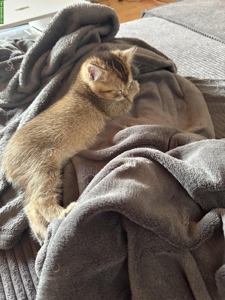 Bild 6: BKH Mix Kitten suchen ein Zuhause