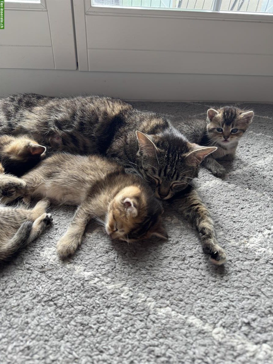Bild 7: BKH Mix Kitten suchen ein Zuhause