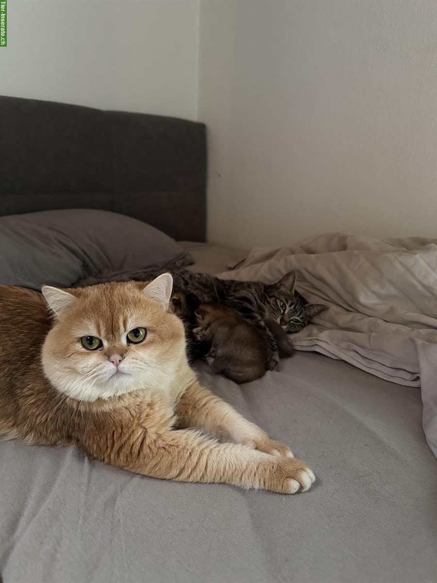 Bild 8: BKH Mix Kitten suchen ein Zuhause