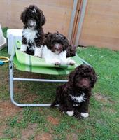 Labradoodle × Lagotto Welpen Wurfankündigung