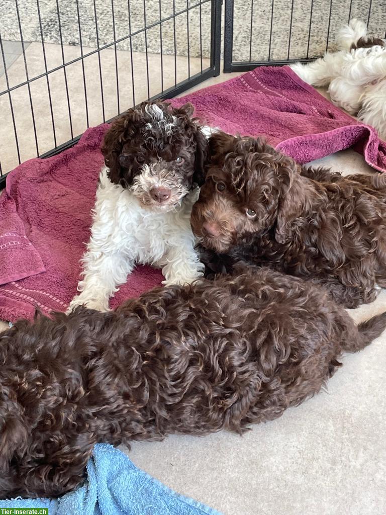 Bild 3: Labradoodle × Lagotto Welpen Wurfankündigung