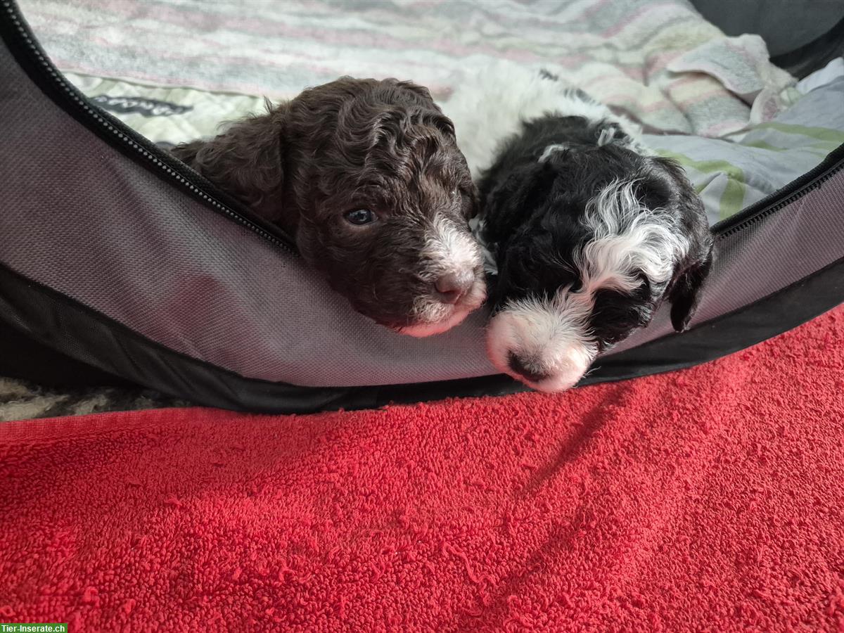 Bild 6: Labradoodle × Lagotto Welpen Wurfankündigung