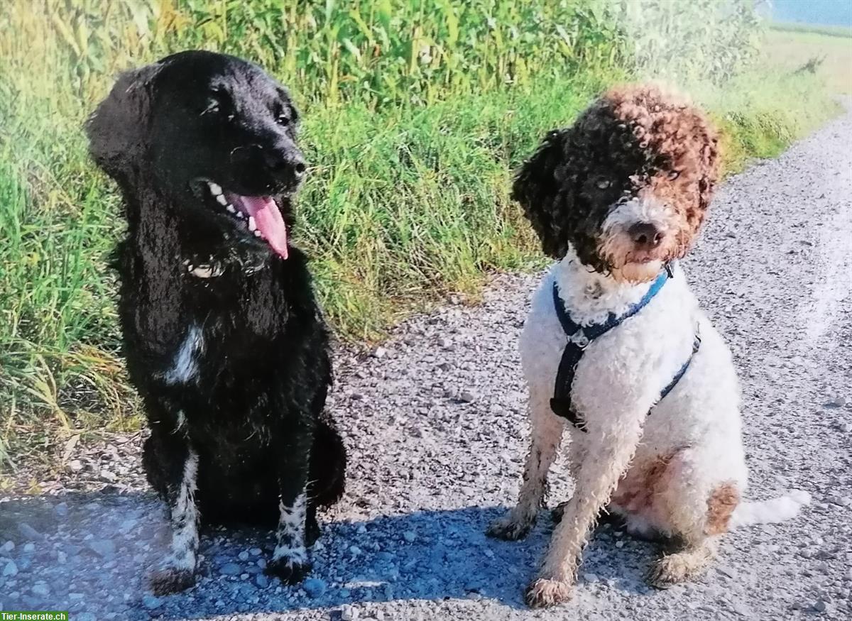 Bild 7: Labradoodle × Lagotto Welpen Wurfankündigung