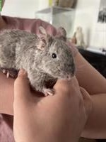 Degu sucht dringend neuen Anschluss