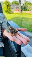 Griechische Landschildkröten suchen ein Zuhause