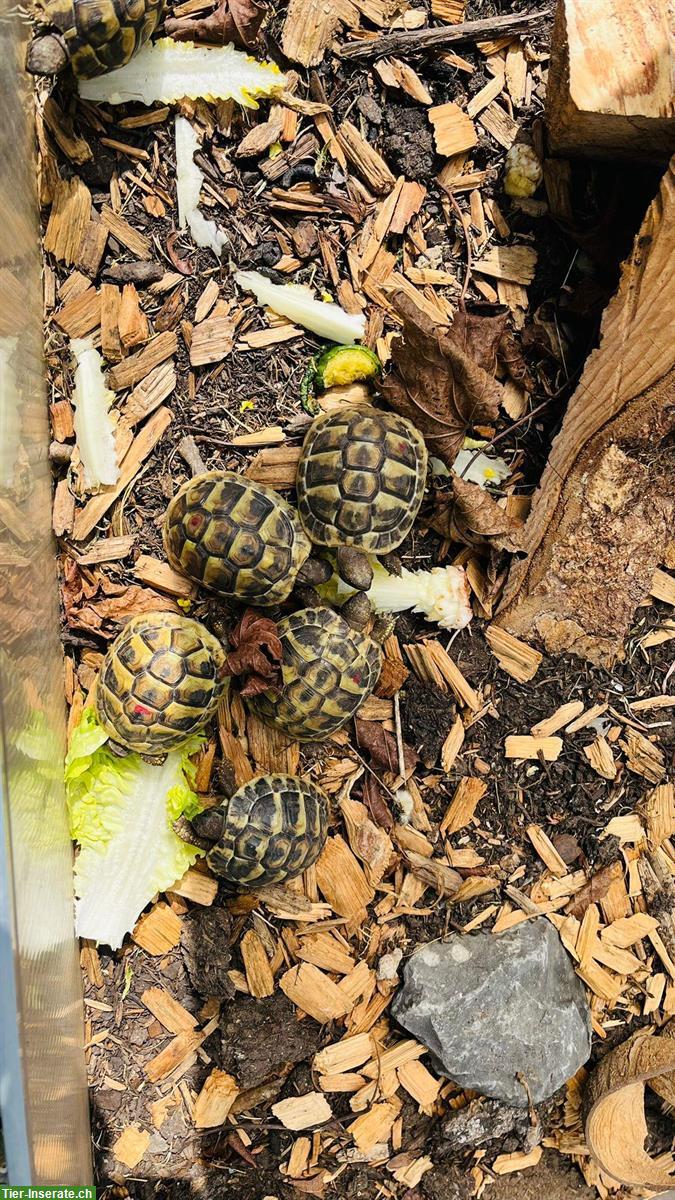 Bild 2: Griechische Landschildkröten suchen ein Zuhause