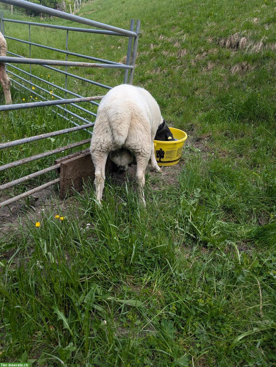Bild 2: Dorper Schafbock zu verkaufen