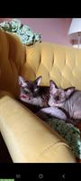 2 Devon Rex Kater suchen ein liebevolles Zuhause