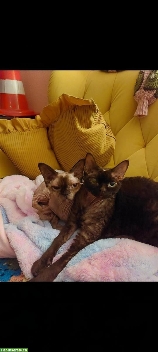Bild 2: 2 Devon Rex Kater suchen ein liebevolles Zuhause