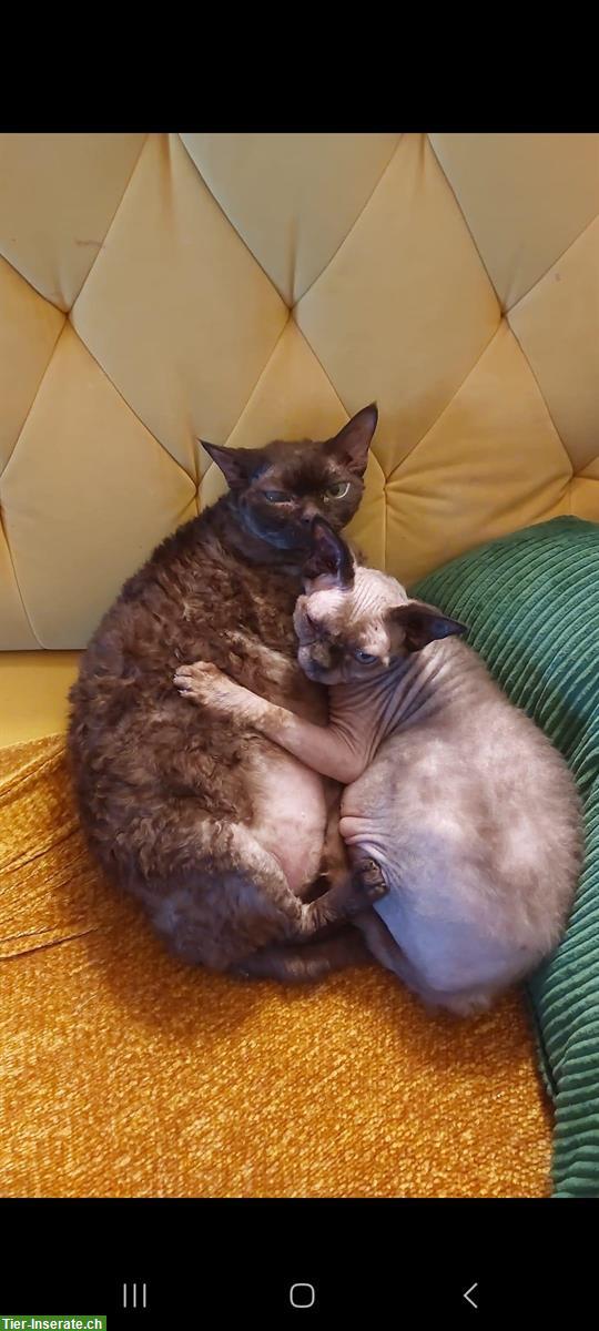 Bild 3: 2 Devon Rex Kater suchen ein liebevolles Zuhause