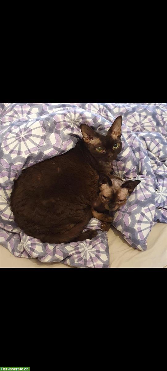 Bild 4: 2 Devon Rex Kater suchen ein liebevolles Zuhause